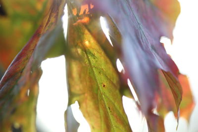 Close-up of leaves against blurred background