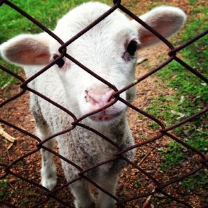 Portrait of lamb seen through fence