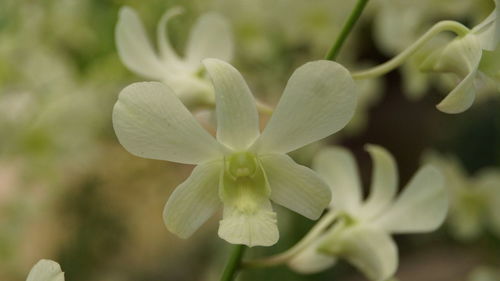 Close-up of flowering plant leaves