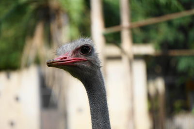 Close-up of a bird looking away