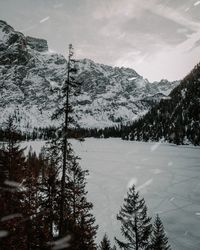 Pine trees on snowcapped mountains against sky