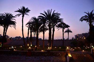 Palm trees against sky at night