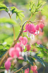 Close-up of pink flowering plant