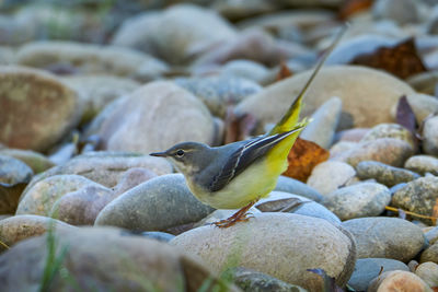 Close-up of bird perching on rock