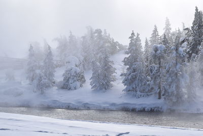 Trees on snow covered landscape