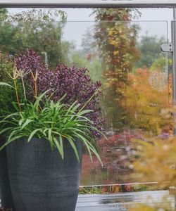 Scenic view of purple flowering plants seen through glass window