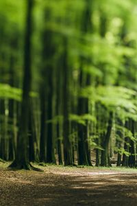 Footpath along trees