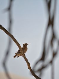 Close-up of bird flying against sky