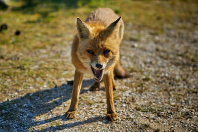 Fox on foraging