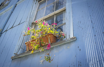 Low angle view of potted plant against building