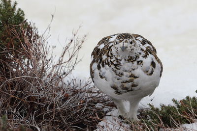 Close-up of bird perching on snow