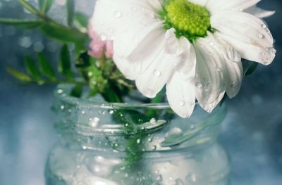 Close-up of water drops on glass flower