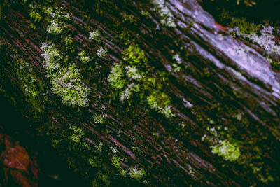 Close-up of moss on tree trunk