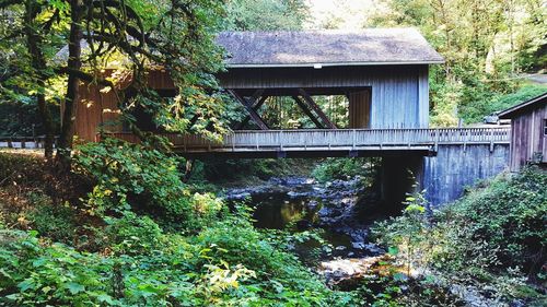 Trees and plants growing by bridge in forest