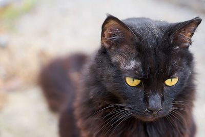 Close-up portrait of a cat