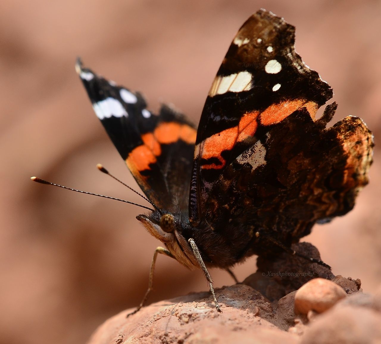 animal themes, one animal, insect, animals in the wild, close-up, butterfly, wildlife, focus on foreground, nature, animal wing, beauty in nature, flower, outdoors, animal markings, fragility, tranquility, no people, new life, freshness, petal, symbiotic relationship