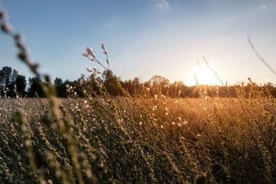 Plants growing on field against sky during sunset