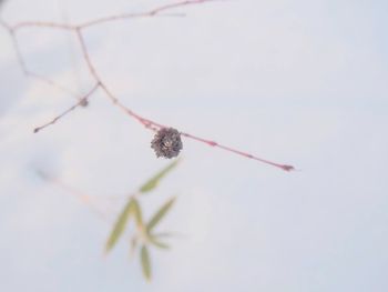 Close-up of flowers