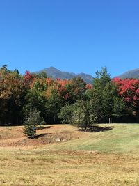 Trees on field against clear blue sky