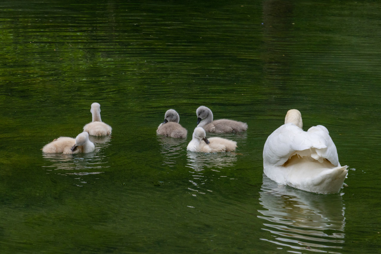 SWANS IN LAKE