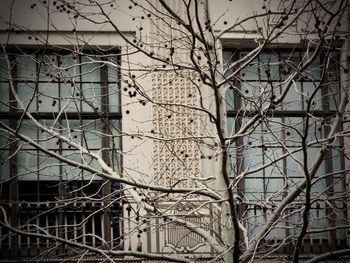 Close-up of bare tree