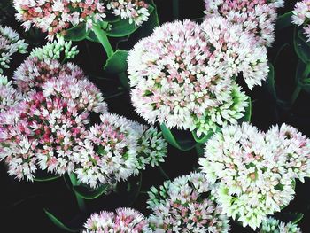 High angle view of flowering plant