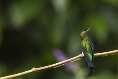 Close-up of insect perching on plant