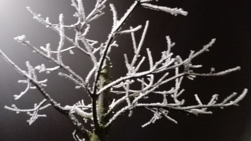 Close-up of snow on plant