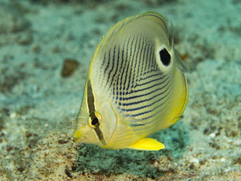 Close-up of fish swimming in sea
