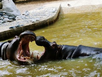 Hippopotames fighting in the water 
