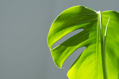 Vertical. monstera plant  green leaf on a grey background. monstera deliciosa or swiss cheese.