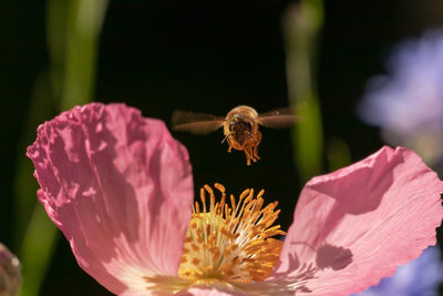 Close-up of bee pollinating on pink flower