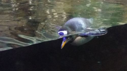 Close-up of fish swimming in lake