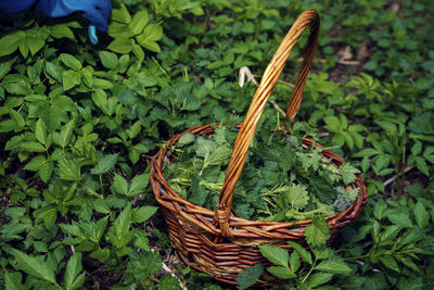 High angle view of vegetables in basket