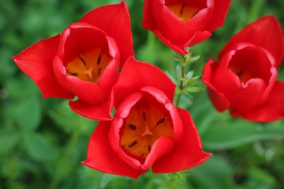 Close-up of red flowers blooming outdoors