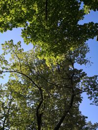 Low angle view of trees against clear sky