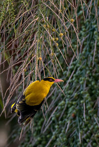 Close-up of black-naped oriole perching on branch