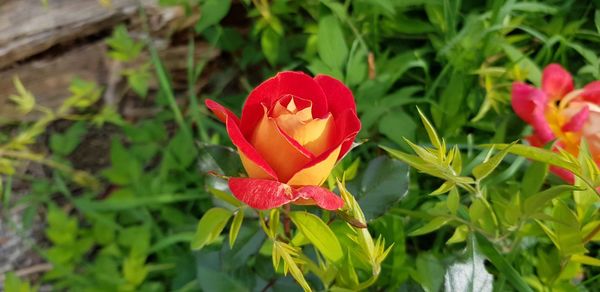 Close-up of red tulip flower on field