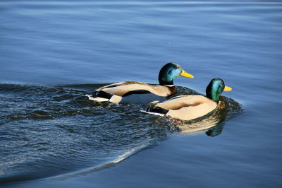 Duck swimming in a lake