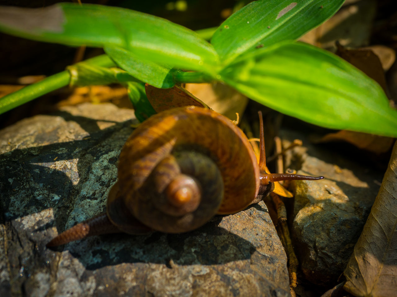 CLOSE-UP OF SNAIL ON A LEAF