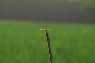 Close-up of bird perching on leaf