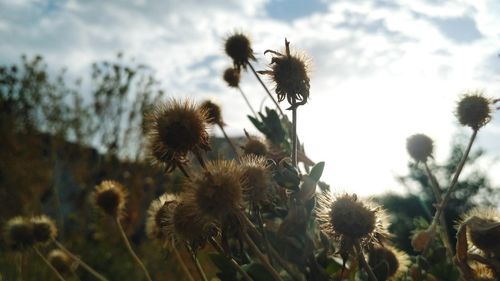 Close-up of thistle against sky