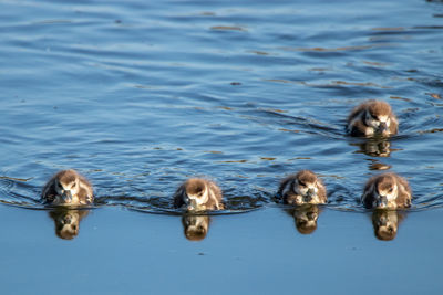 View of dog swimming in lake