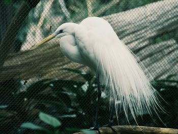 Close-up of plant