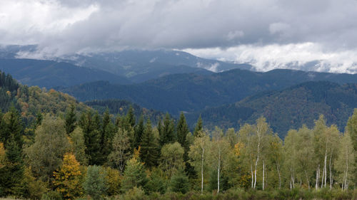 Scenic view of forest and mountains against sky