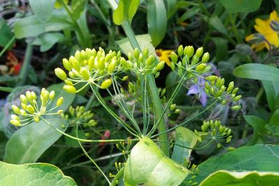 Close-up of flowers blooming outdoors