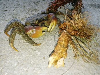 Close-up of crab on beach