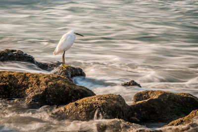 Bird on rock by sea