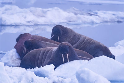 Walrus on a ice floe in the arctic