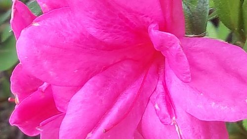 Close-up of pink flower blooming outdoors